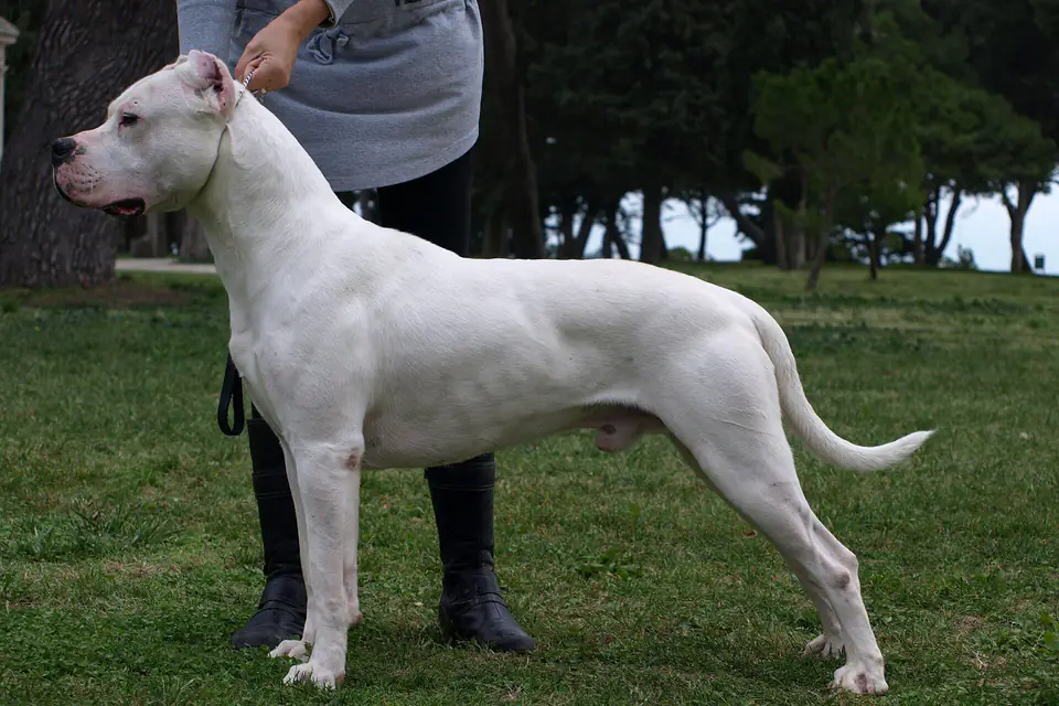 A Dogo Argentino