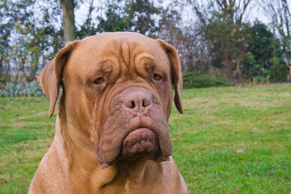 A Dogue de Bordeaux