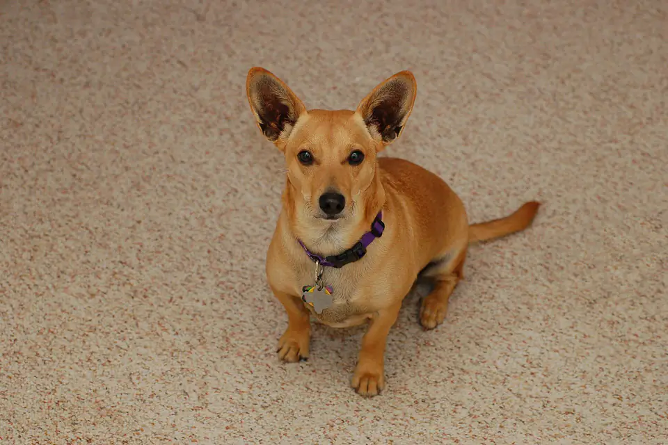 A Dorgi, a Dachshund and Pembroke Welsh Corgi cross