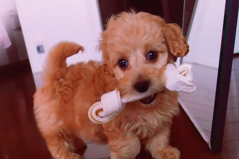 A Doxiepoo, a Dachshund and Poodle cross