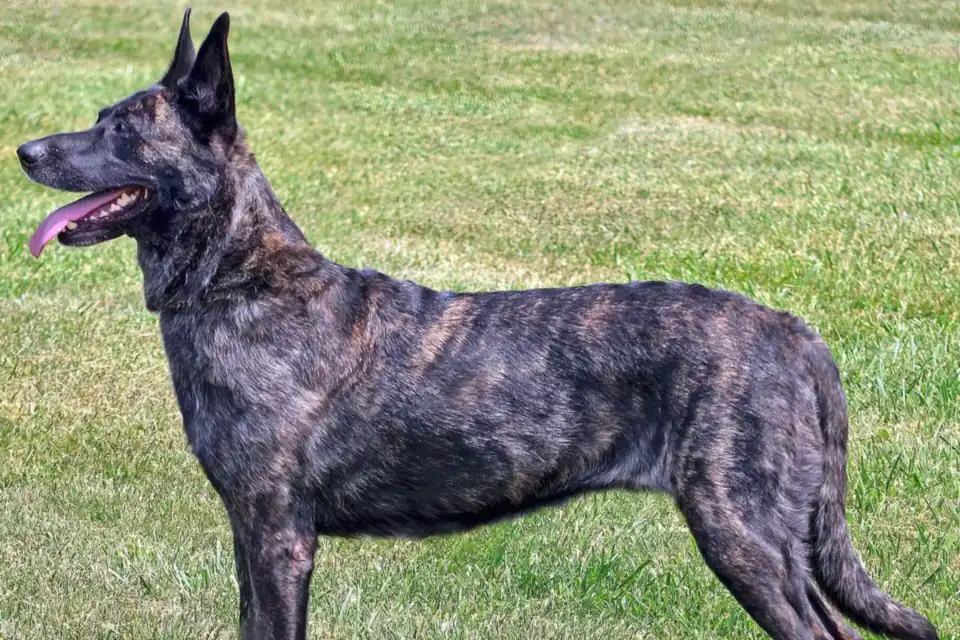 A Dutch Shepherd