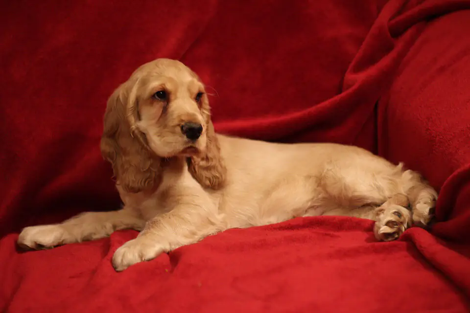 An English Cocker Spaniel