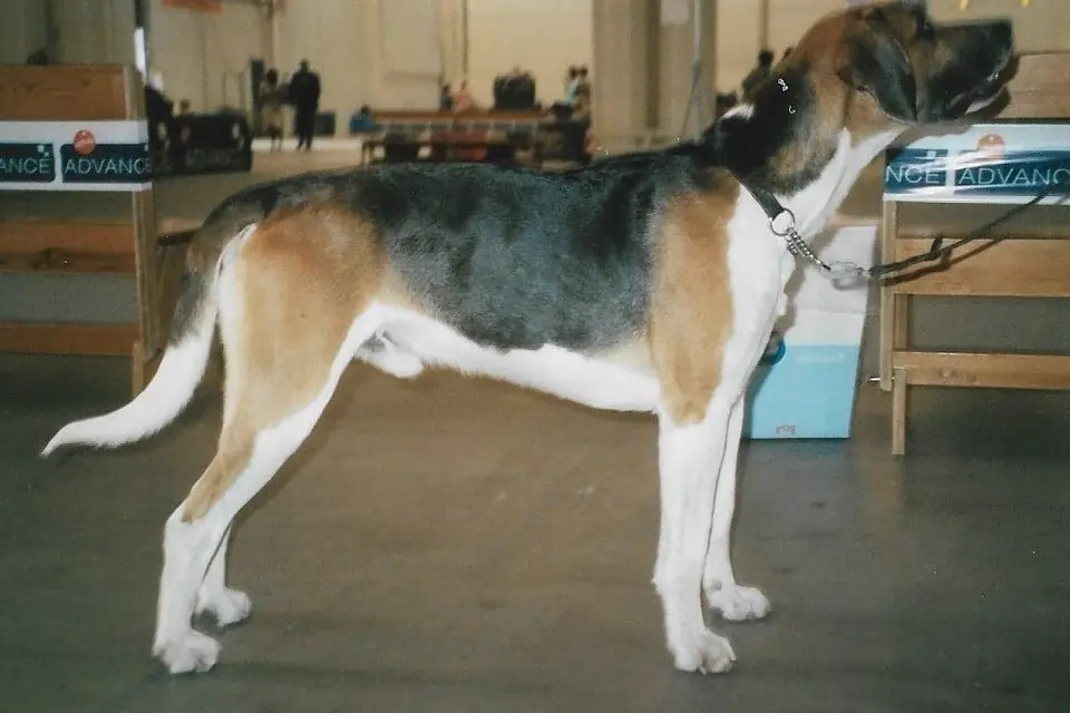 An English Foxhound