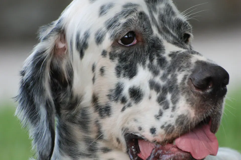 An English Setter