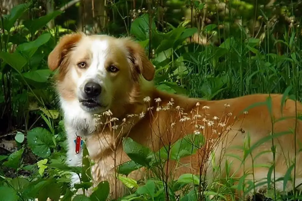 An English Shepherd