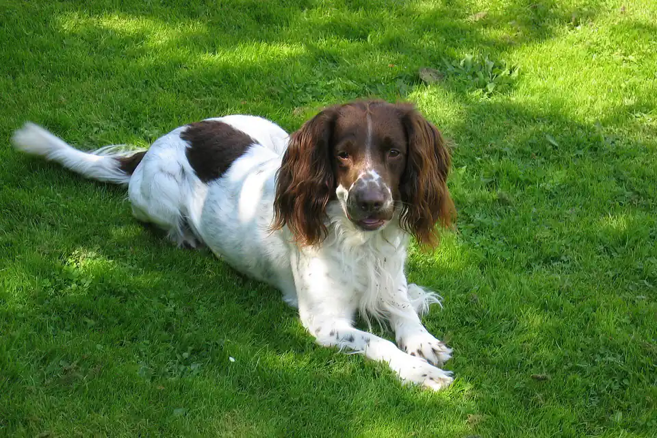 An English Springer Spaniel