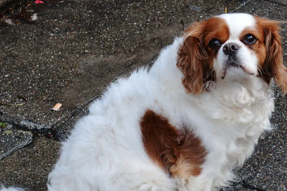 An English Toy Spaniel