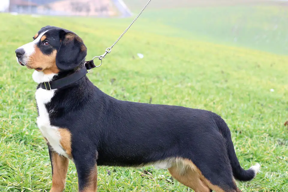 An Entlebucher Mountain Dog