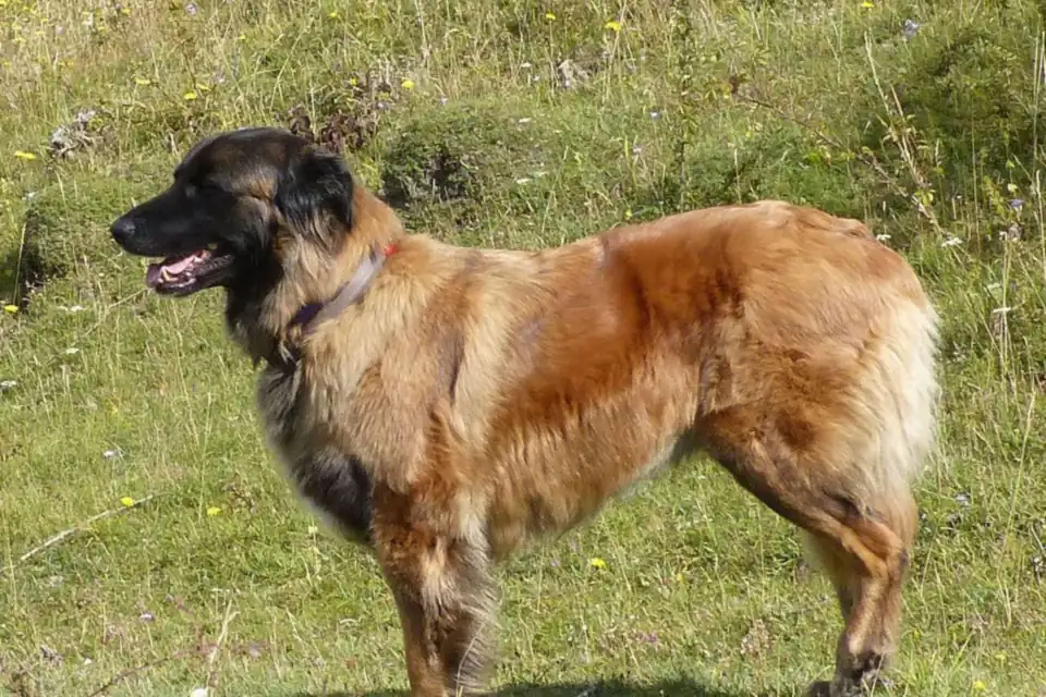 An Estrela Mountain Dog