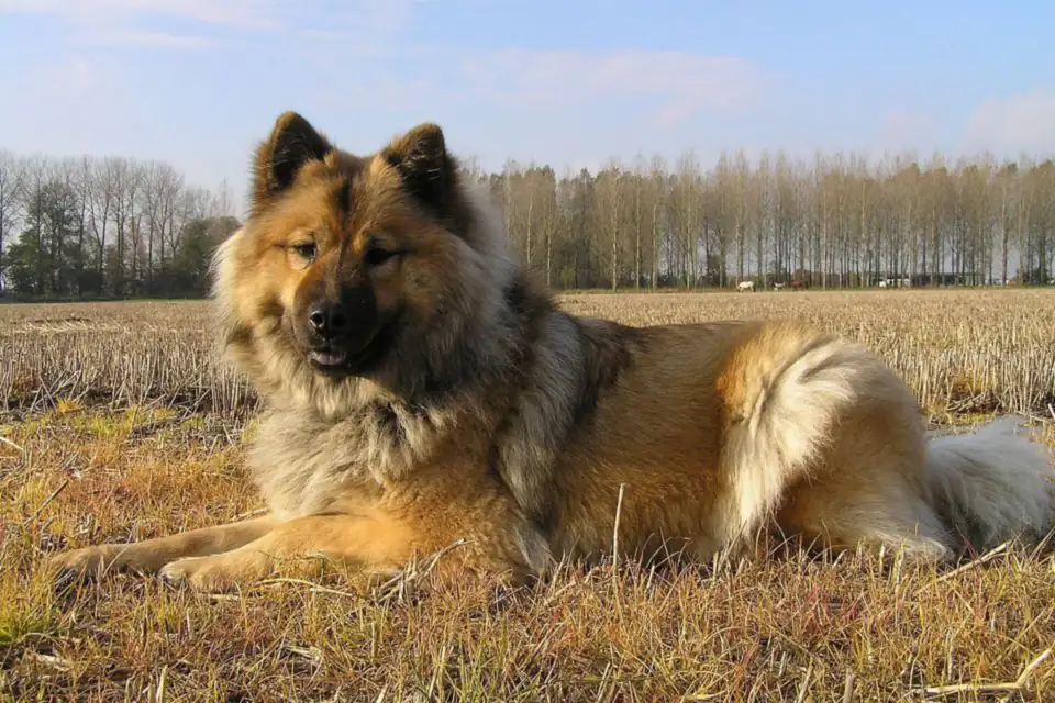 A Eurasier