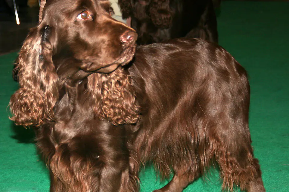 A Field Spaniel