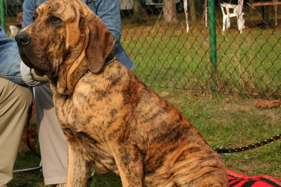 A Fila Brasileiro