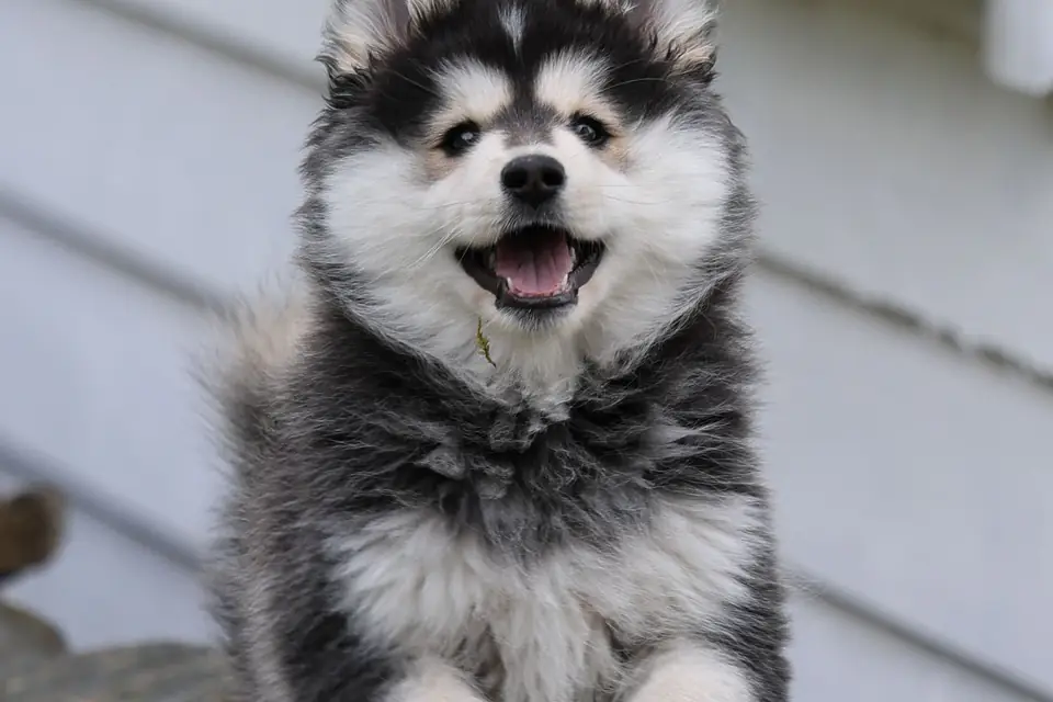 A Finnish Lapphund