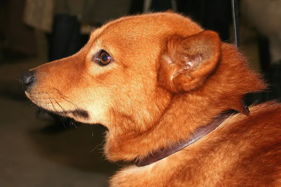 A Finnish Spitz