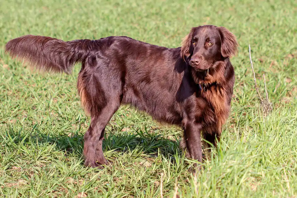 A Flat-Coated Retriever
