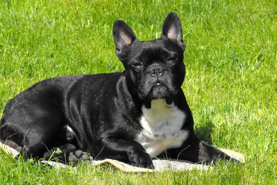 A French Bulldog