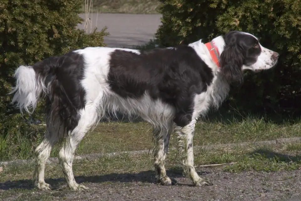 A French Spaniel