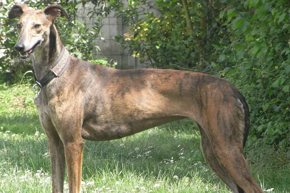 A Galgo Español