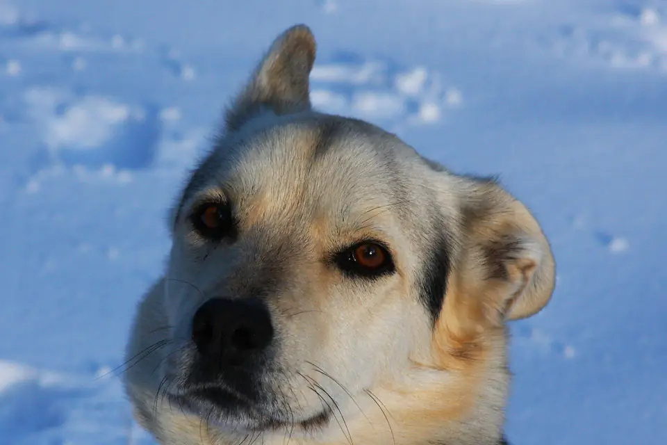 A Gerberian Shepsky, a German Shepherd Dog and Siberian Husky cross