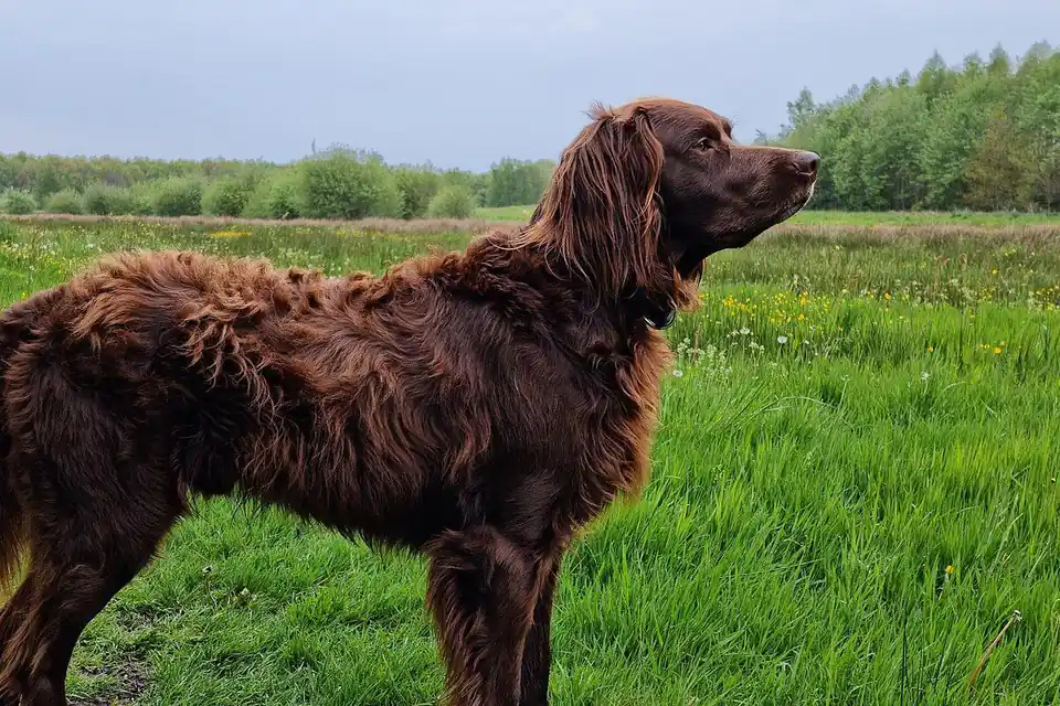 A German Longhaired Pointer