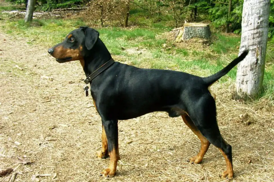 A German Pinscher