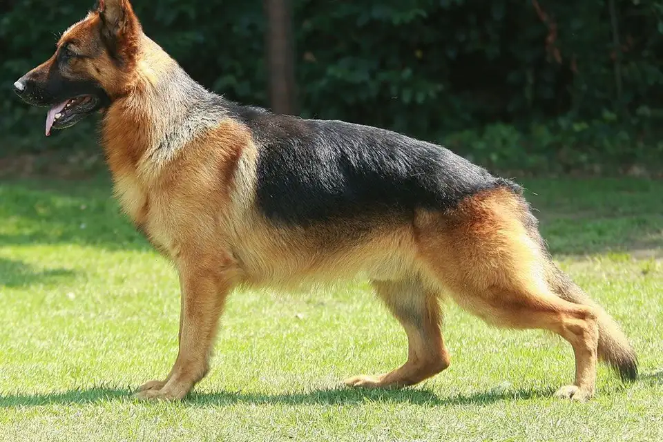 A German Shepherd Dog