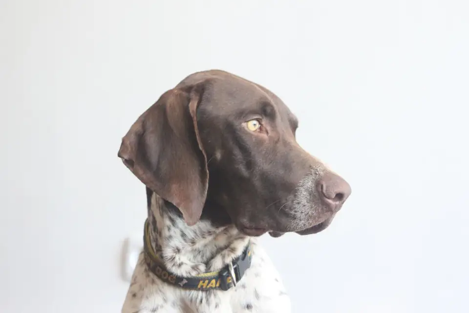 A German Shorthaired Pointer