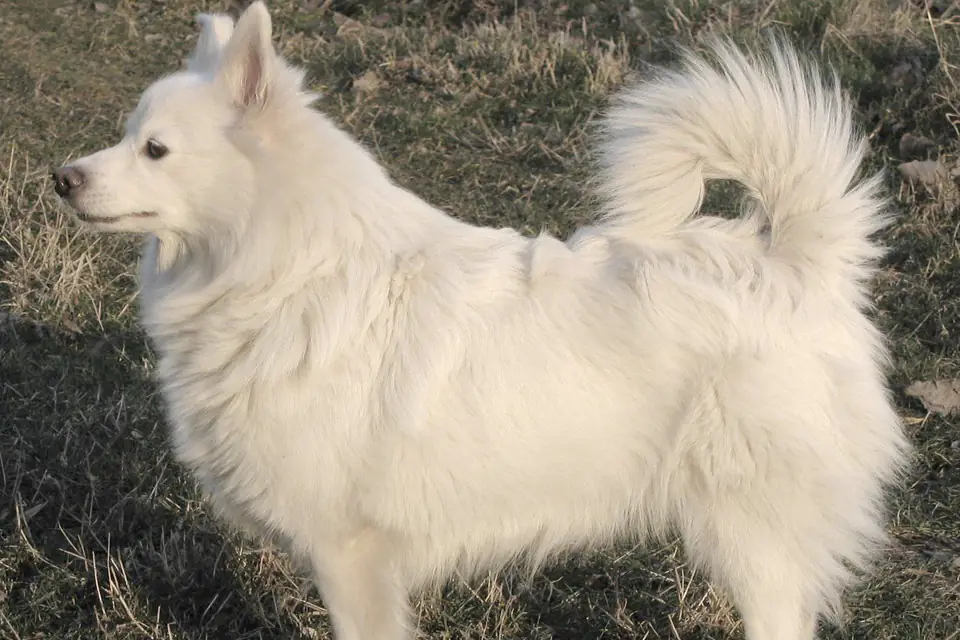 A German Spitz