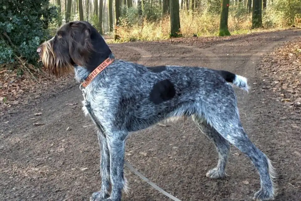 A German Wirehaired Pointer