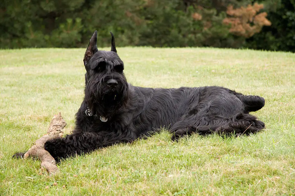 A Giant Schnauzer