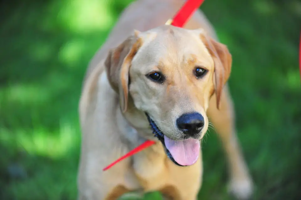 A Goldador, a Golden Retriever and Labrador Retriever cross
