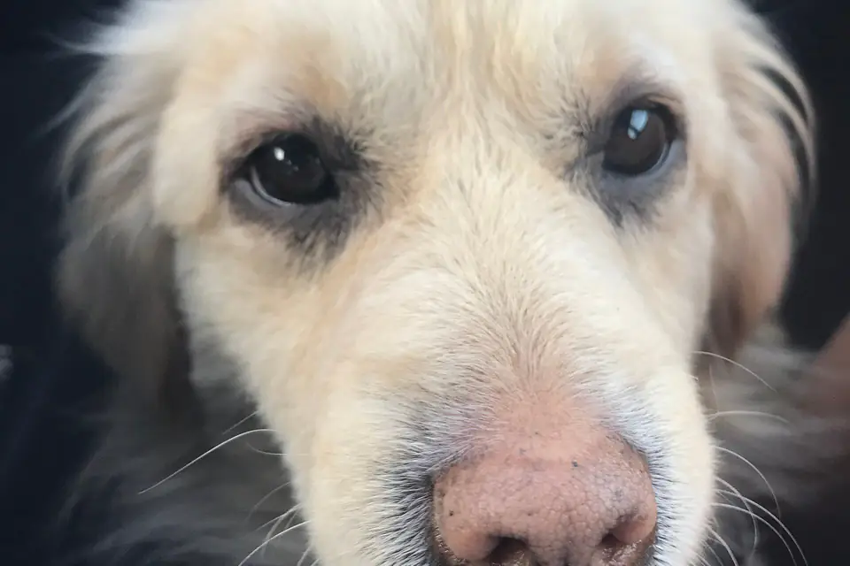 A Golden Corgi, a Golden Retriever and Pembroke Welsh Corgi cross