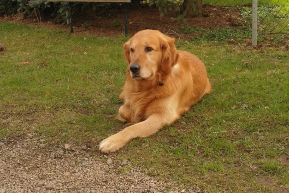 A Golden Retriever