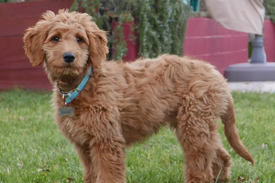 A Goldendoodle, a Golden Retriever and Poodle cross