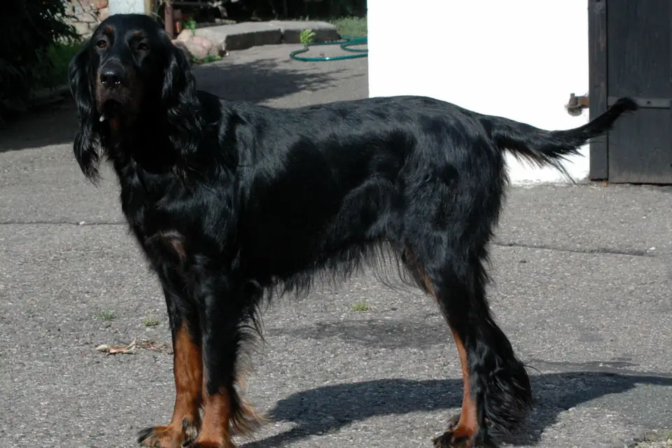 A Gordon Setter