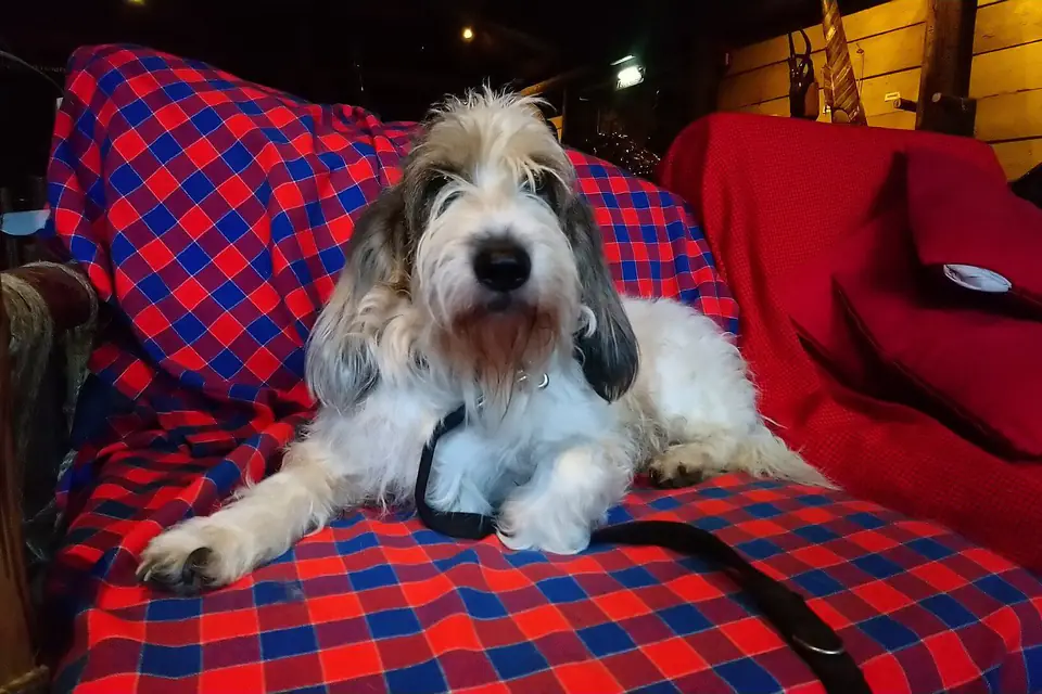 A Grand Basset Griffon Vendéen