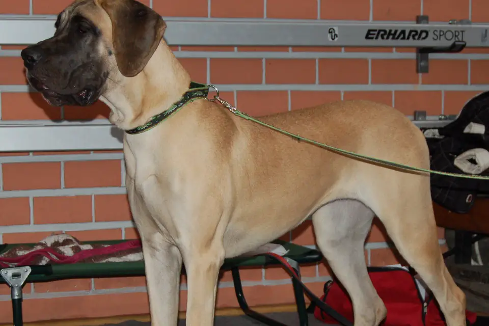 A Great Dane