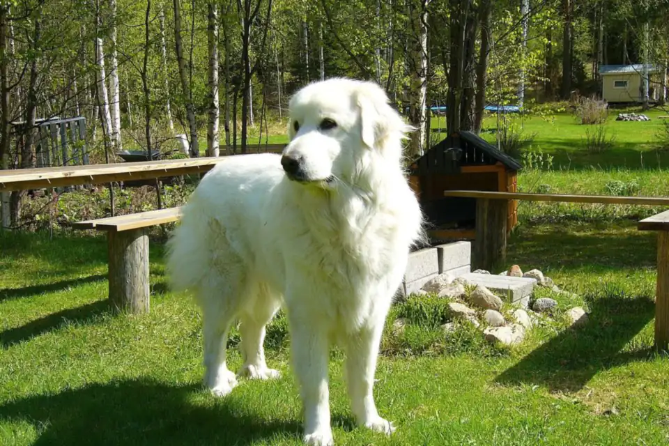 A Great Pyrenees