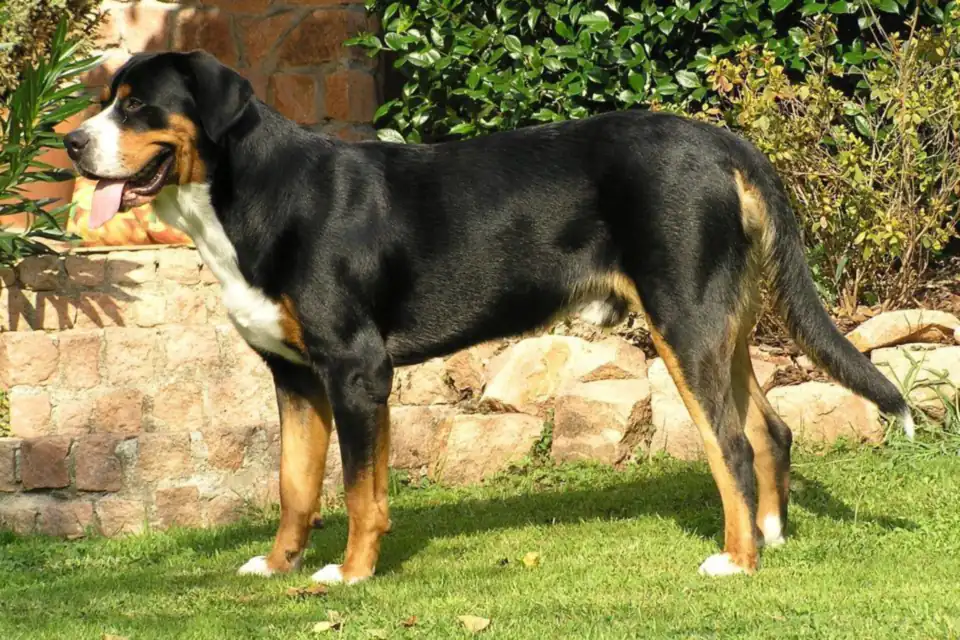 A Greater Swiss Mountain Dog