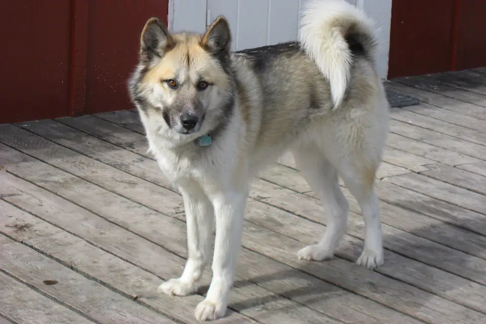 A Greenland Dog