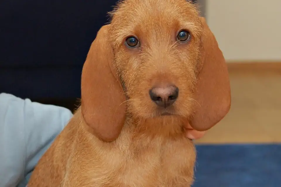 A Griffon Fauve de Bretagne