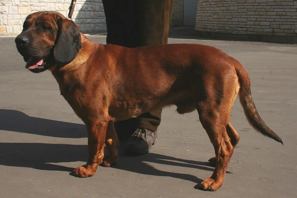 A Hanoverian Scenthound