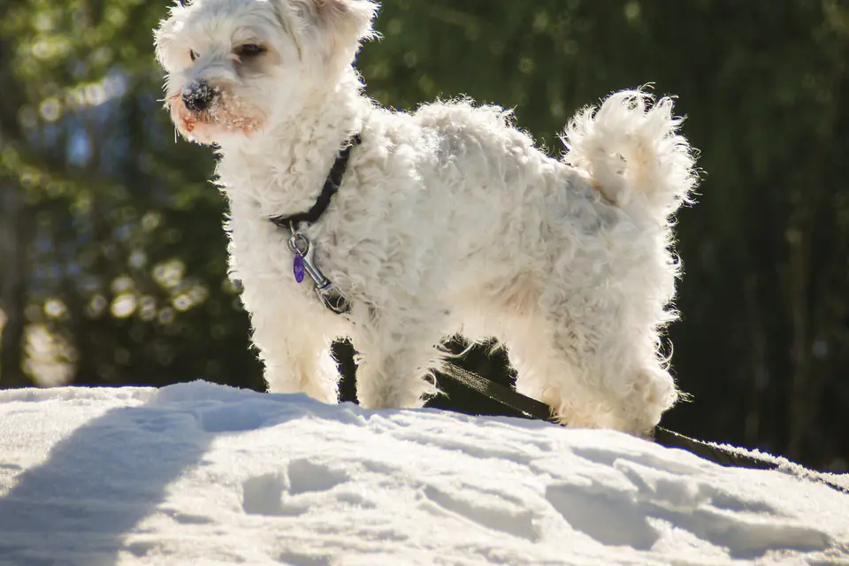 A Havanese