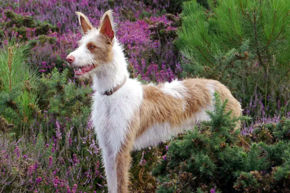An Ibizan Hound