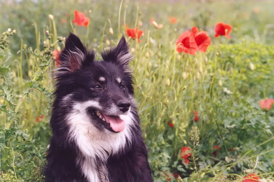An Icelandic Sheepdog