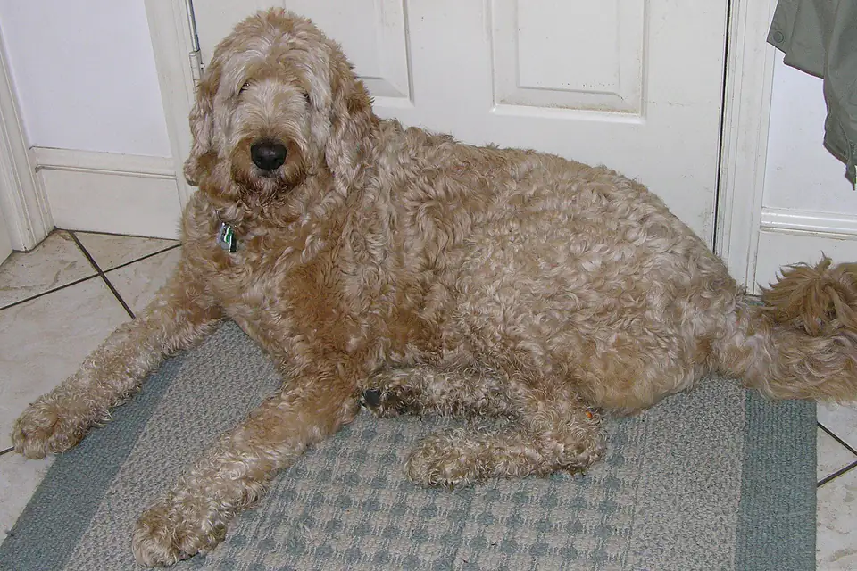 An Irish Doodle, a Irish Setter and Poodle cross