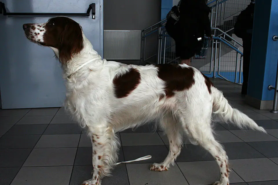 An Irish Red and White Setter