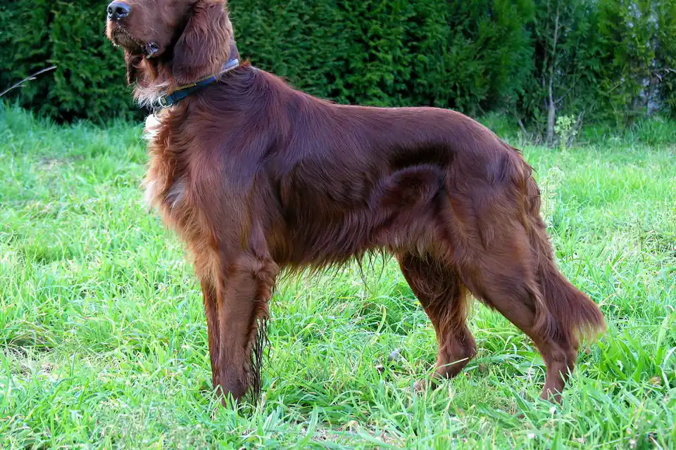 An Irish Setter