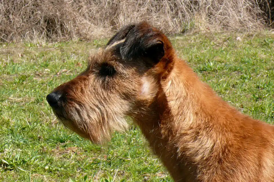 An Irish Terrier