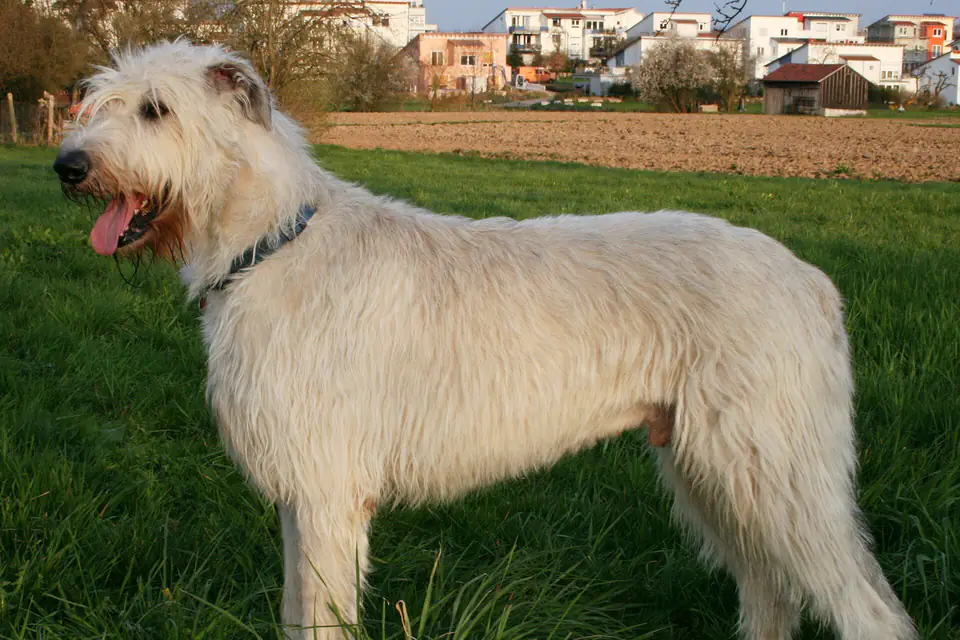 An Irish Wolfhound